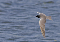 Black Tern